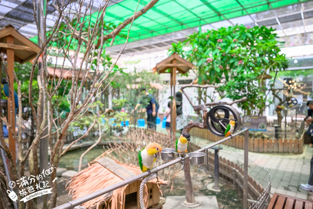 高雄【天使&惡魔寵物互動園區】全新市區裡的萌寵動物園.可以看水豚游泳.還能與鸚鵡.狐獴餵食互動!