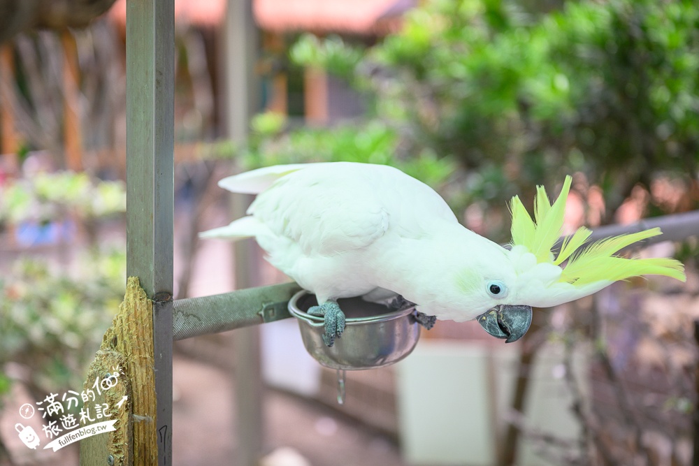 高雄【天使&惡魔寵物互動園區】全新市區裡的萌寵動物園.可以看水豚游泳.還能與鸚鵡.狐獴餵食互動!