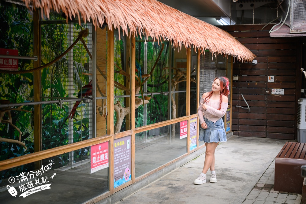 高雄【天使&惡魔寵物互動園區】全新市區裡的萌寵動物園.可以看水豚游泳.還能與鸚鵡.狐獴餵食互動!