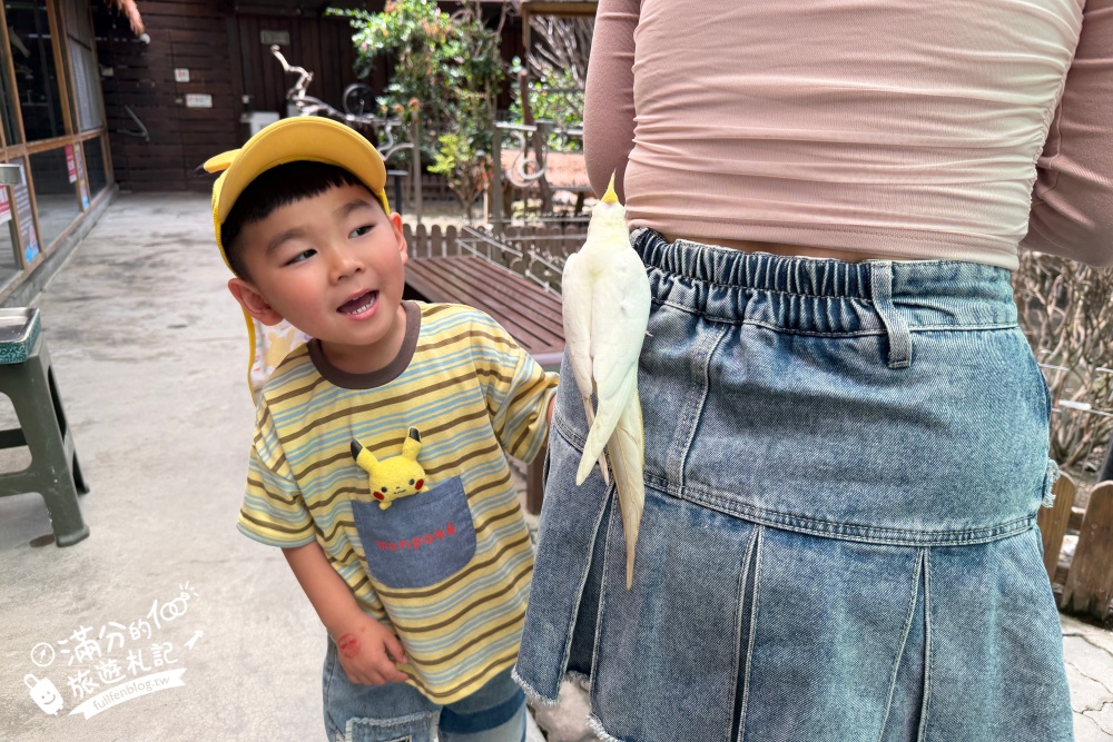 高雄【天使&惡魔寵物互動園區】全新市區裡的萌寵動物園.可以看水豚游泳.還能與鸚鵡.狐獴餵食互動!