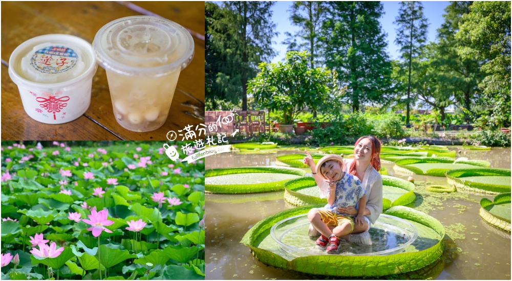 桃園觀音景點【水蓮之鄉休閒蓮園】坐大王蓮.釣小龍蝦.吃蓮子湯.療癒王蓮池,體驗蓮花池水上飄好好玩!