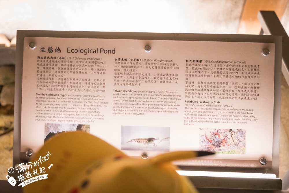 桃園【舊百吉隧道】大溪夢幻金色洞穴！五分鐘輕鬆走完神隱少女魔幻場景，免費參觀超加分!