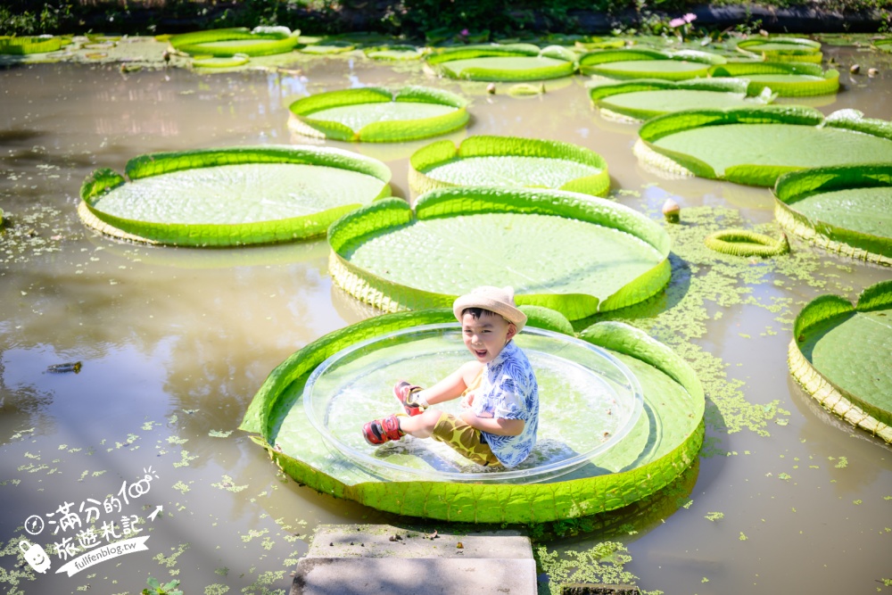 桃園觀音景點【水蓮之鄉休閒蓮園】坐大王蓮.釣小龍蝦.吃蓮子湯.療癒王蓮池,體驗蓮花池水上飄好好玩!