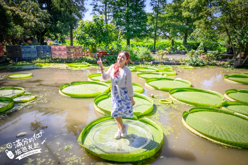 桃園觀音景點【水蓮之鄉休閒蓮園】坐大王蓮.釣小龍蝦.吃蓮子湯.療癒王蓮池,體驗蓮花池水上飄好好玩!