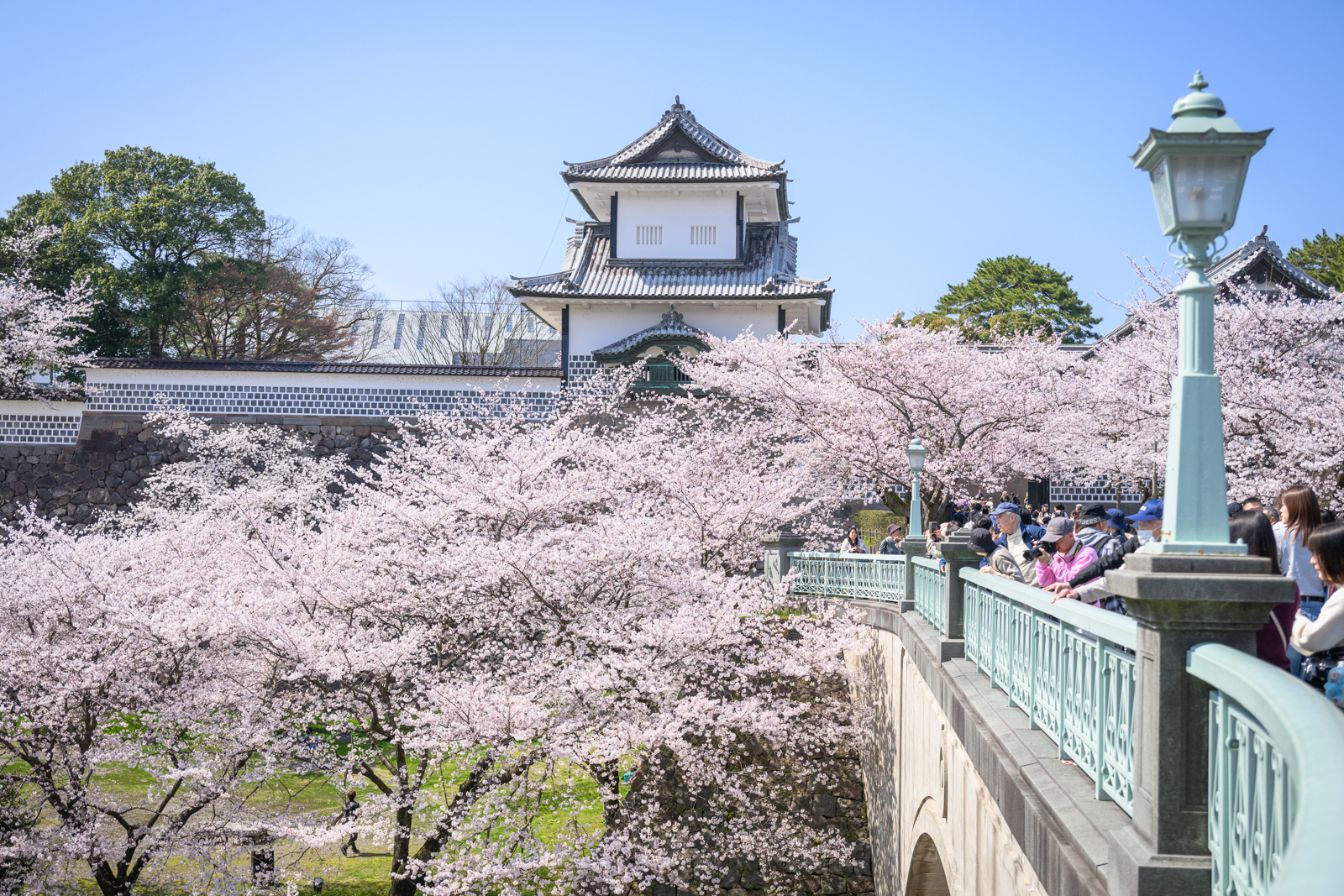 金澤【金澤城公園】一日遊玩樂賞櫻攻略.交通&門票資訊，不用一根釘子的白色屋瓦城堡.漫步絕美櫻花隧道! @滿分的旅遊札記