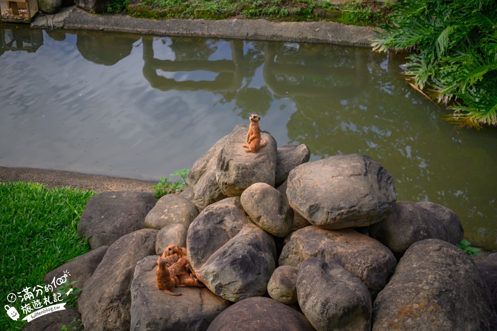 新竹【關西六福莊生態渡假旅館】開窗就是斑馬.鴕鳥和紅鶴!全台唯一能直接住在動物園的飯店! 新竹【關西六福莊生態渡假旅館】開窗就是斑馬.鴕鳥和紅鶴!全台唯一能直接住在動物園的飯店!