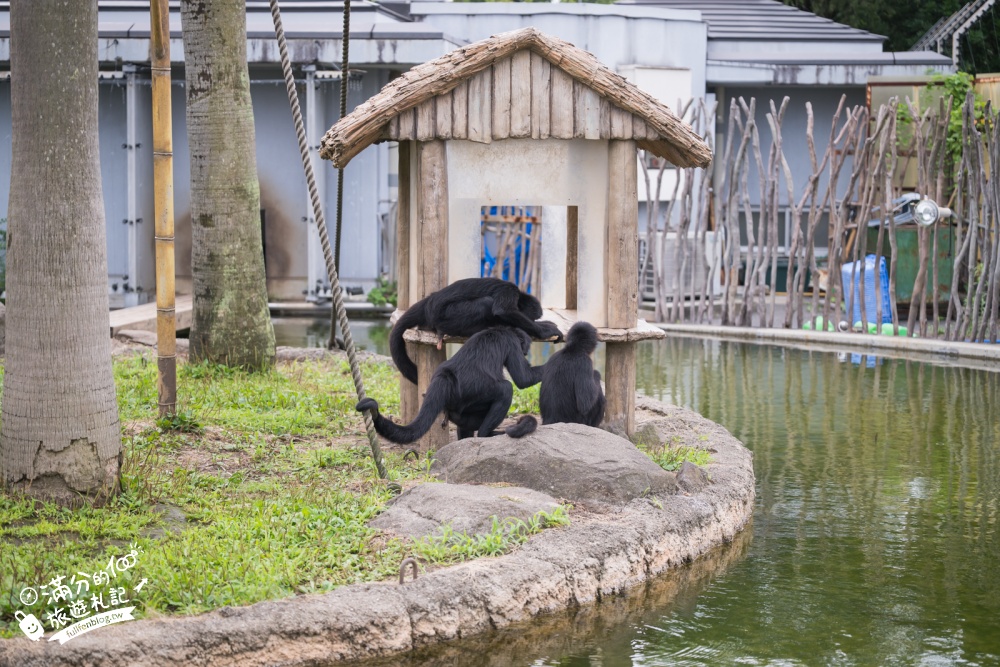【熊本市動植物園】熊本必玩親子景點.門票&交通攻略.拍海賊王魯夫.看野生動物.玩復古樂園超放電! 【熊本市動植物園】熊本必玩親子景點.門票&交通攻略.拍海賊王魯夫.看野生動物.玩復古樂園超放電!