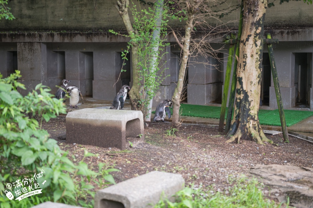 【熊本市動植物園】熊本必玩親子景點.門票&交通攻略.拍海賊王魯夫.看野生動物.玩復古樂園超放電! 【熊本市動植物園】熊本必玩親子景點.門票&交通攻略.拍海賊王魯夫.看野生動物.玩復古樂園超放電!