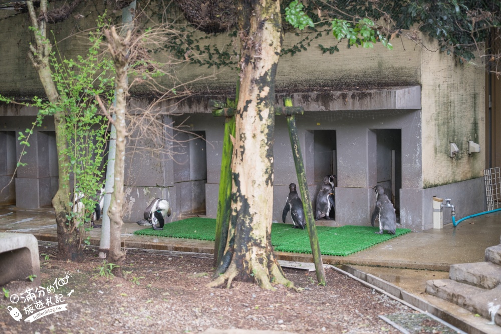 【熊本市動植物園】熊本必玩親子景點.門票&交通攻略.拍海賊王魯夫.看野生動物.玩復古樂園超放電! 【熊本市動植物園】熊本必玩親子景點.門票&交通攻略.拍海賊王魯夫.看野生動物.玩復古樂園超放電!