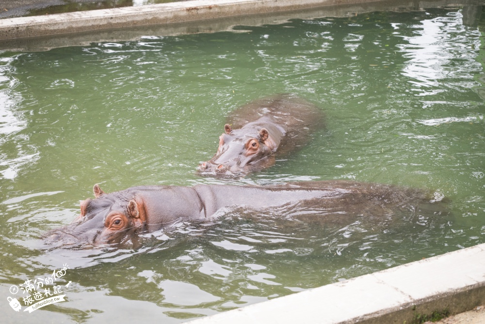 【熊本市動植物園】熊本必玩親子景點.門票&交通攻略.拍海賊王魯夫.看野生動物.玩復古樂園超放電! 【熊本市動植物園】熊本必玩親子景點.門票&交通攻略.拍海賊王魯夫.看野生動物.玩復古樂園超放電!