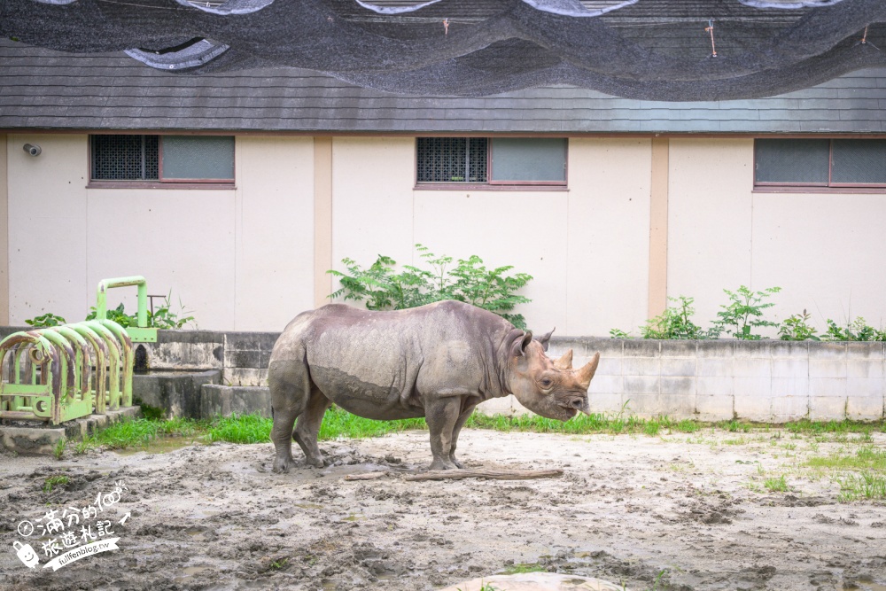 【熊本市動植物園】熊本必玩親子景點.門票&交通攻略.拍海賊王魯夫.看野生動物.玩復古樂園超放電! 【熊本市動植物園】熊本必玩親子景點.門票&交通攻略.拍海賊王魯夫.看野生動物.玩復古樂園超放電!