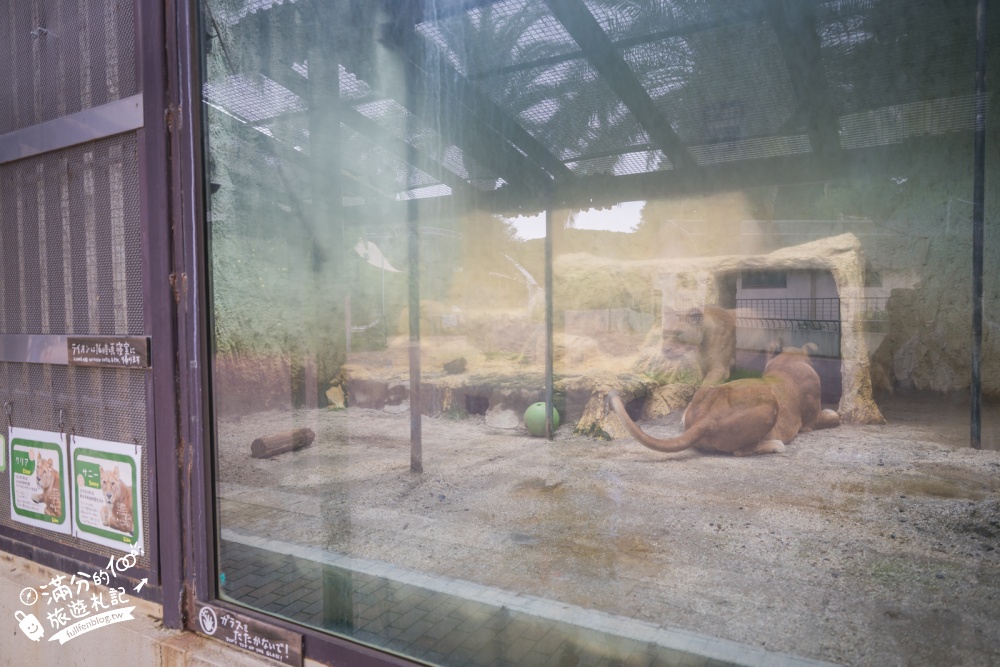 【熊本市動植物園】熊本必玩親子景點.門票&交通攻略.拍海賊王魯夫.看野生動物.玩復古樂園超放電! 【熊本市動植物園】熊本必玩親子景點.門票&交通攻略.拍海賊王魯夫.看野生動物.玩復古樂園超放電!