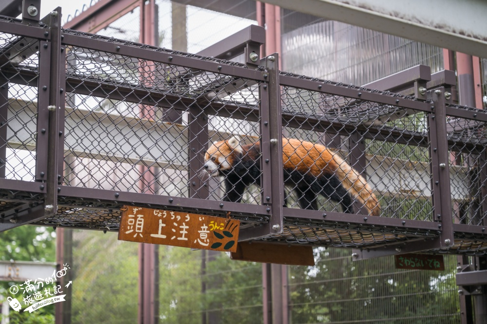 【熊本市動植物園】熊本必玩親子景點.門票&交通攻略.拍海賊王魯夫.看野生動物.玩復古樂園超放電! 【熊本市動植物園】熊本必玩親子景點.門票&交通攻略.拍海賊王魯夫.看野生動物.玩復古樂園超放電!