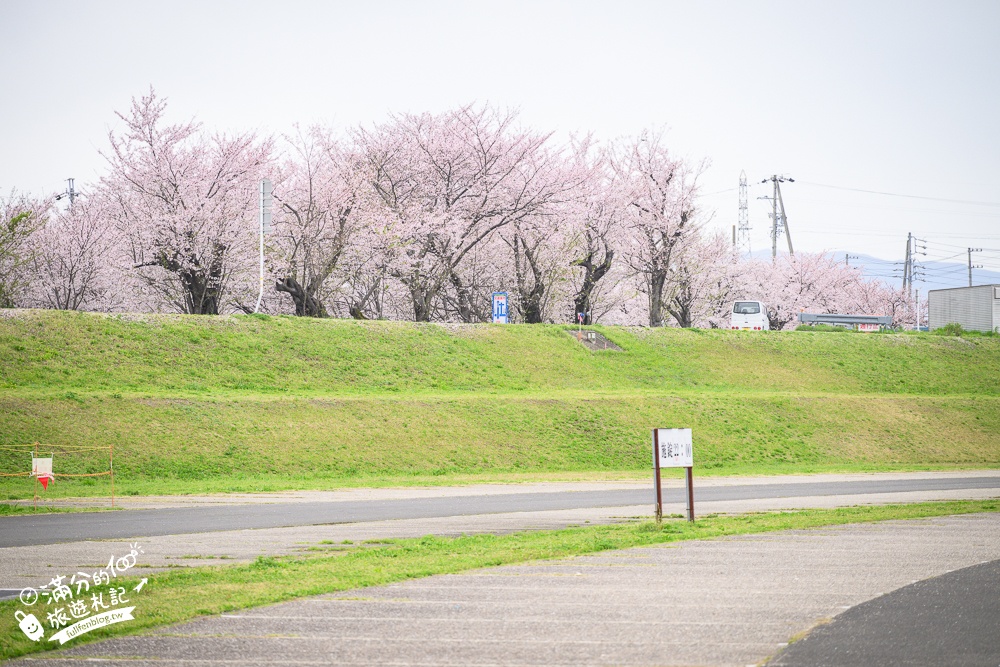 日本岐阜【墨俣一夜城址公園】岐阜免費賞櫻名所.登天守看櫻花隧道.賞櫻攻略&交通門票一次看!