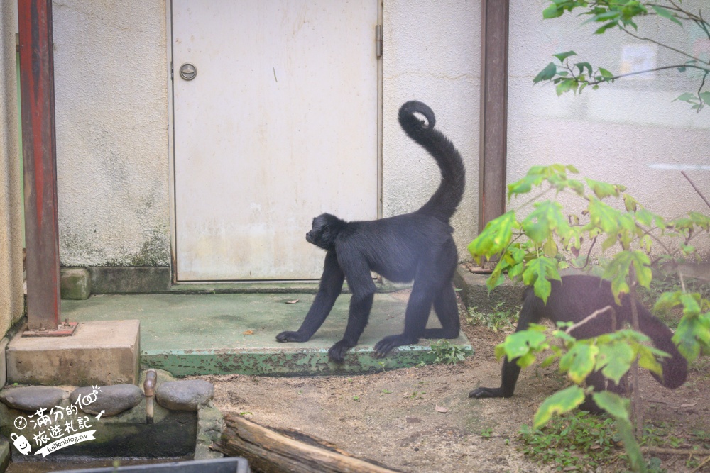 【熊本市動植物園】熊本必玩親子景點.門票&交通攻略.拍海賊王魯夫.看野生動物.玩復古樂園超放電! 【熊本市動植物園】熊本必玩親子景點.門票&交通攻略.拍海賊王魯夫.看野生動物.玩復古樂園超放電!