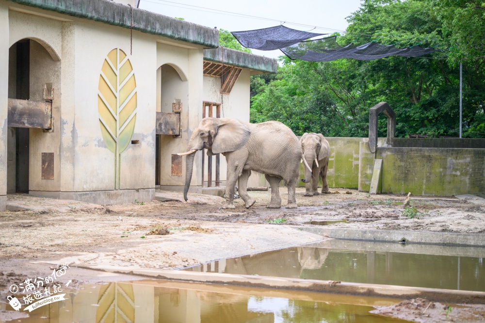 【熊本市動植物園】熊本必玩親子景點.門票&交通攻略.拍海賊王魯夫.看野生動物.玩復古樂園超放電! 【熊本市動植物園】熊本必玩親子景點.門票&交通攻略.拍海賊王魯夫.看野生動物.玩復古樂園超放電!