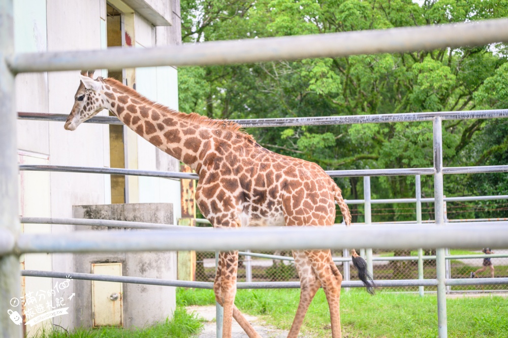 【熊本市動植物園】熊本必玩親子景點.門票&交通攻略.拍海賊王魯夫.看野生動物.玩復古樂園超放電! 【熊本市動植物園】熊本必玩親子景點.門票&交通攻略.拍海賊王魯夫.看野生動物.玩復古樂園超放電!