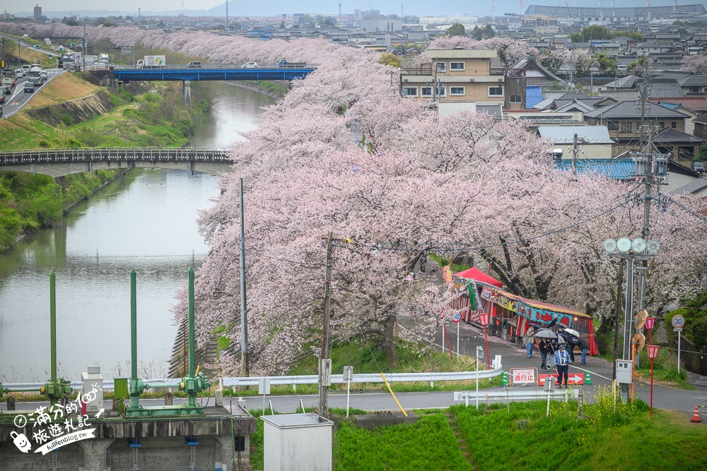 日本岐阜【墨俣一夜城址公園】岐阜免費賞櫻名所.登天守看櫻花隧道.賞櫻攻略&交通門票一次看!