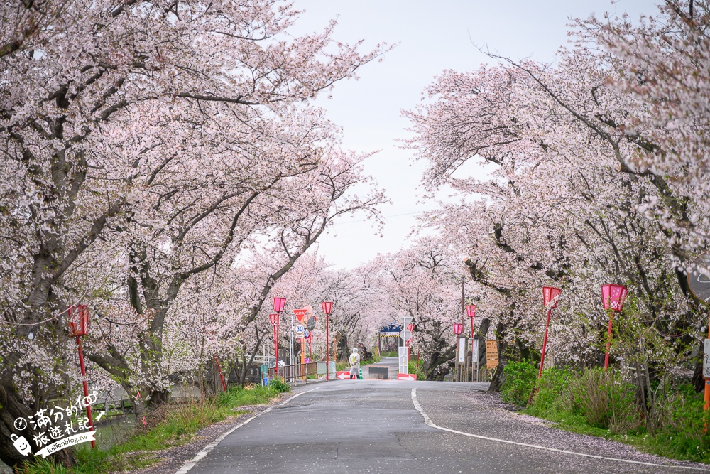 日本岐阜【墨俣一夜城址公園】岐阜免費賞櫻名所.登天守看櫻花隧道.賞櫻攻略&交通門票一次看!