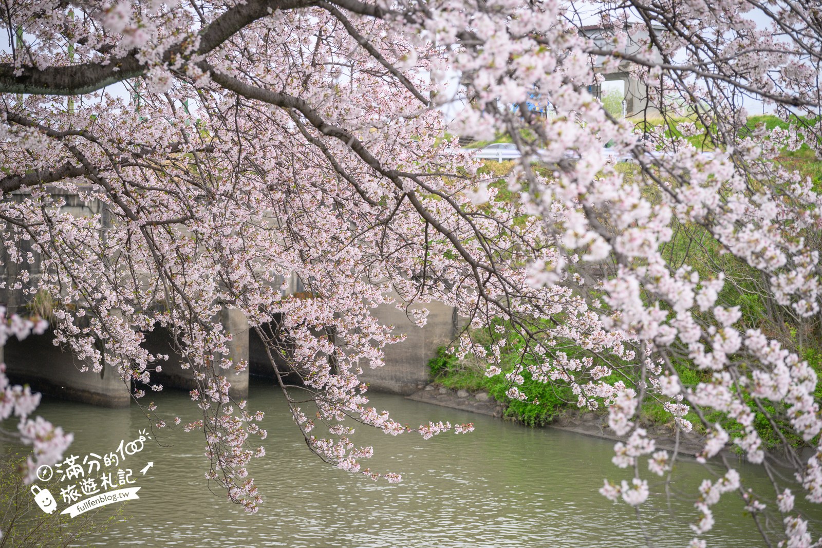 日本岐阜【墨俣一夜城址公園】免費賞櫻、登天守看櫻花隧道，交通門票一次看!