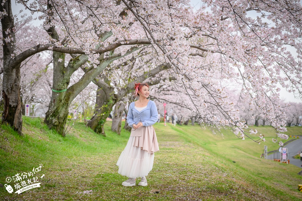 日本岐阜【墨俣一夜城址公園】岐阜免費賞櫻名所.登天守看櫻花隧道.賞櫻攻略&交通門票一次看!