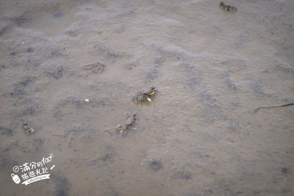 長部田海床路｜干潟小生物