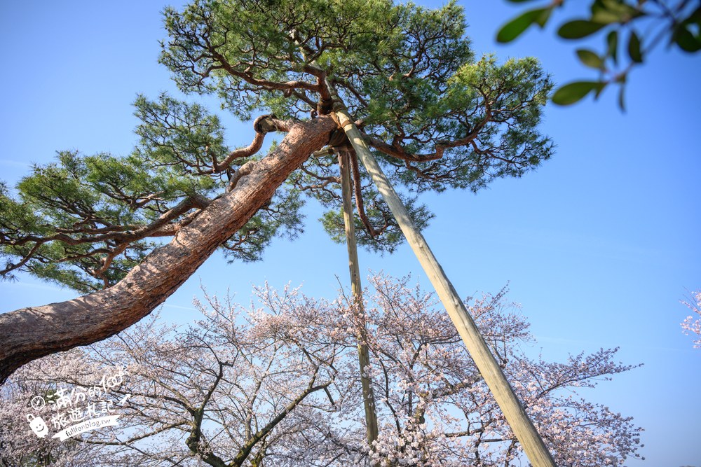 日本金澤【兼六園】日本三名園賞櫻名所.霞ヶ池徽軫灯籠.交通門票與賞櫻動線攻略! 日本金澤【兼六園】日本三名園賞櫻名所.霞ヶ池徽軫灯籠.交通門票與賞櫻動線攻略!