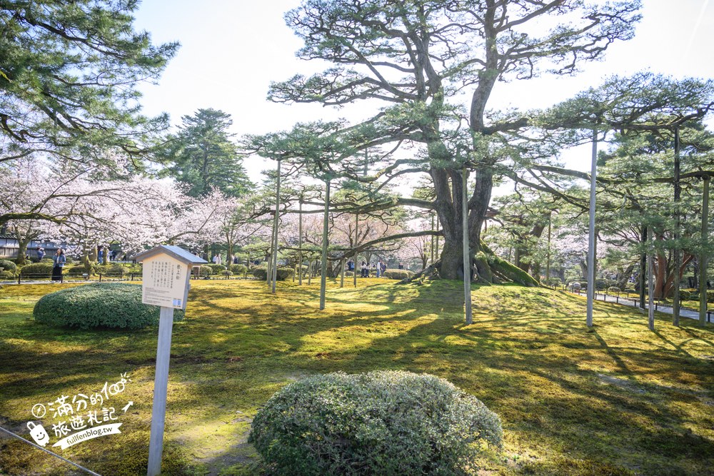 日本金澤【兼六園】日本三名園賞櫻名所.霞ヶ池徽軫灯籠.交通門票與賞櫻動線攻略! 日本金澤【兼六園】日本三名園賞櫻名所.霞ヶ池徽軫灯籠.交通門票與賞櫻動線攻略!