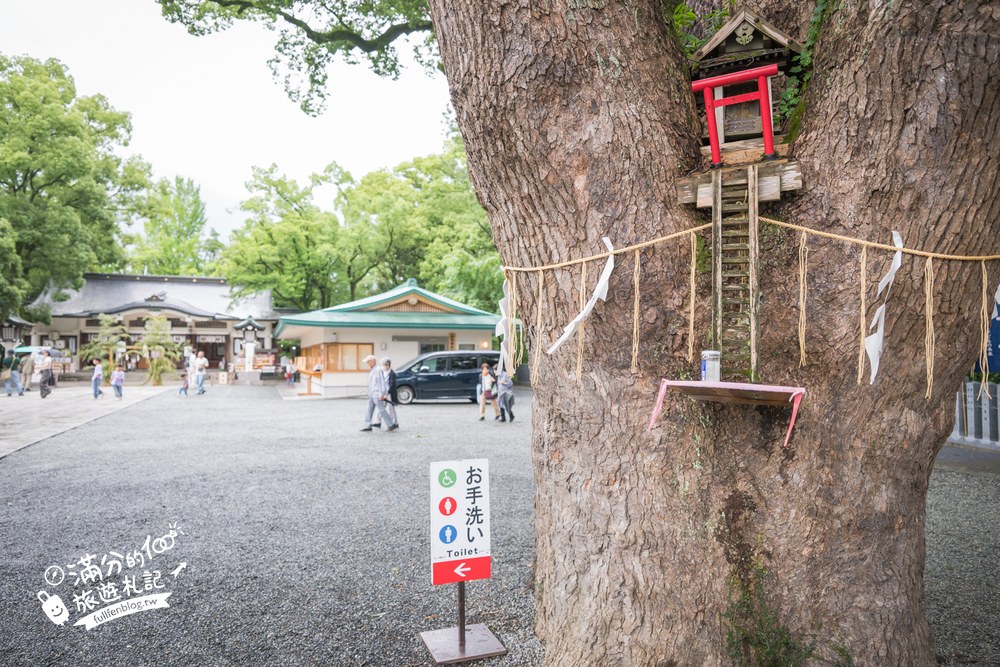 加藤神社|御神木與茅之輪 加藤神社|御神木與茅之輪
