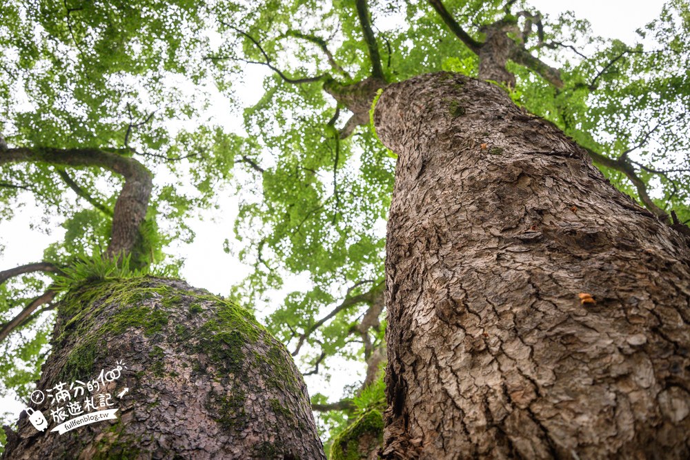 加藤神社|御神木與茅之輪 加藤神社|御神木與茅之輪