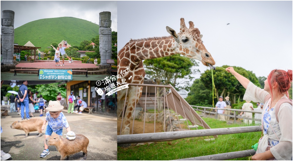 靜岡大室山親子景點【伊豆仙人掌動物公園】門票.交通.營業時間.與水豚互動.餵長頸鹿.搭動物船玩樂攻略!