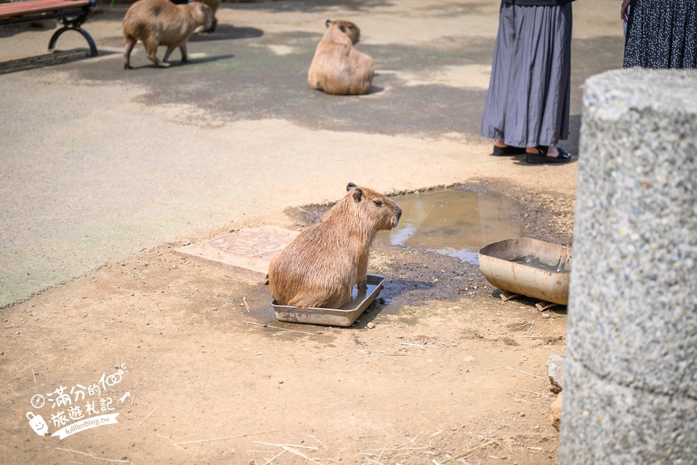 伊豆仙人掌動物園｜伊豆シャボテン動物公園｜カピバラの広場