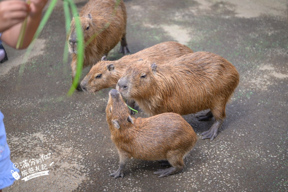伊豆仙人掌動物園｜伊豆シャボテン動物公園｜カピバラの広場