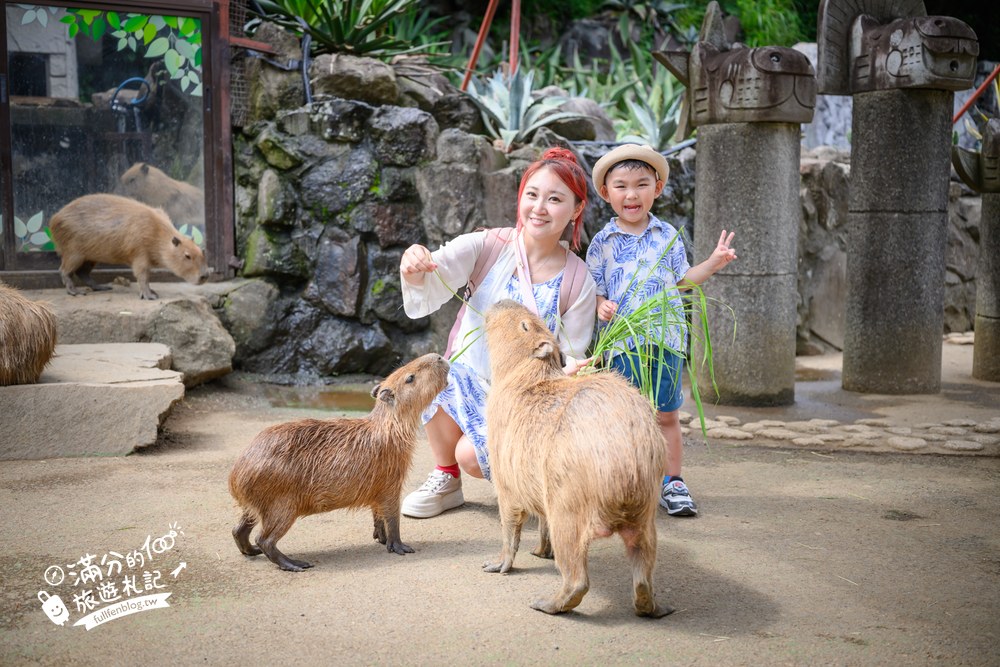 伊豆仙人掌動物園｜伊豆シャボテン動物公園｜水豚互動