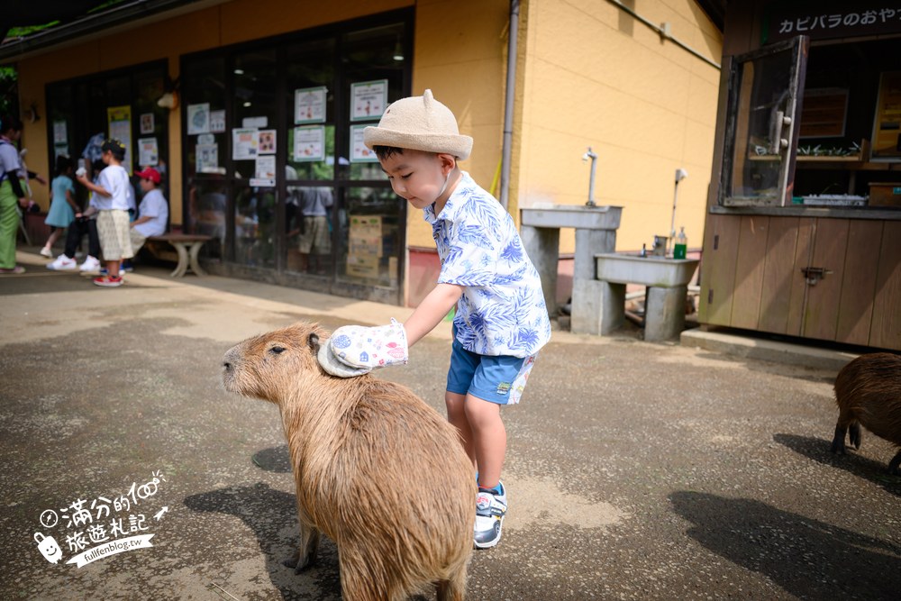 伊豆仙人掌動物園｜伊豆シャボテン動物公園｜水豚互動