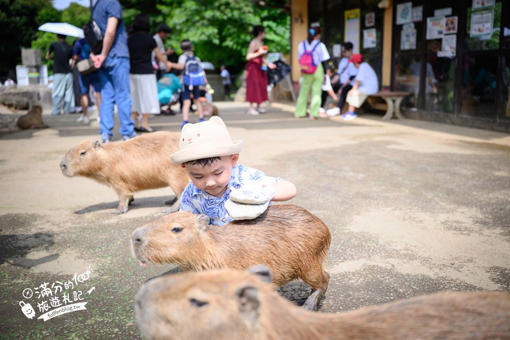 伊豆仙人掌動物園｜伊豆シャボテン動物公園｜水豚互動