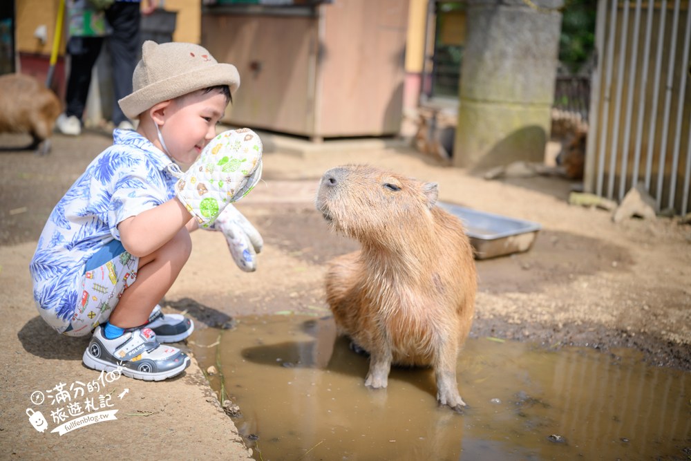 伊豆仙人掌動物園｜伊豆シャボテン動物公園｜水豚互動