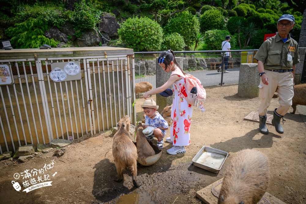 伊豆仙人掌動物園｜伊豆シャボテン動物公園｜水豚互動