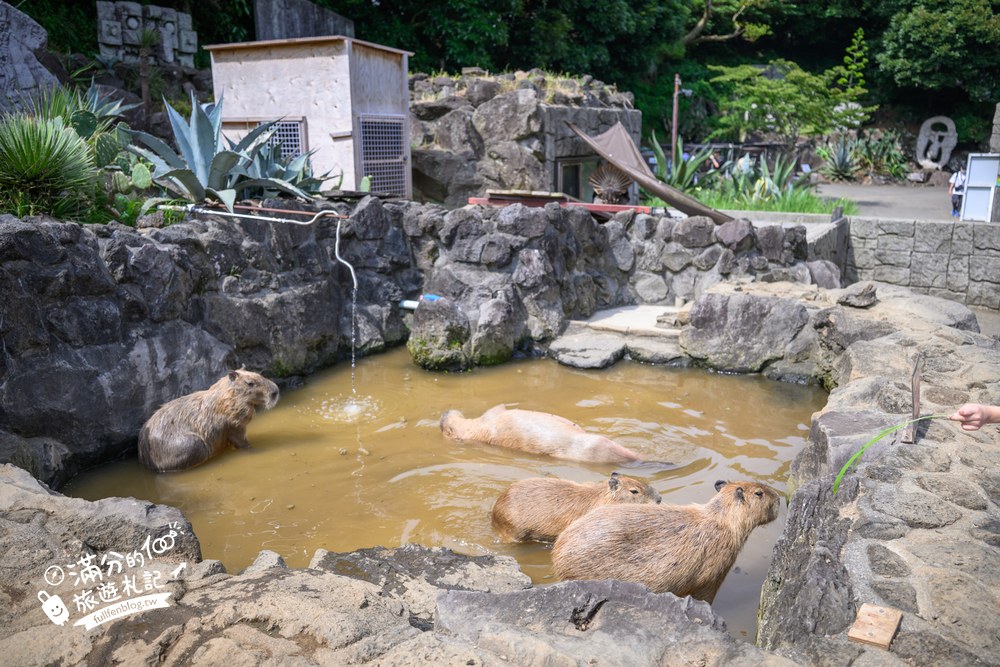 伊豆仙人掌動物園｜伊豆シャボテン動物公園｜水豚水池