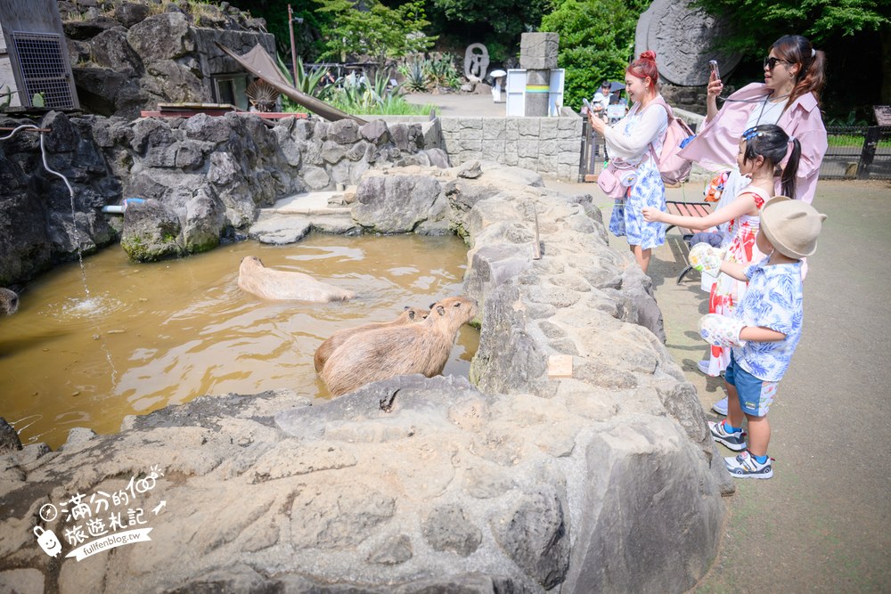 伊豆仙人掌動物園｜伊豆シャボテン動物公園｜水豚水池