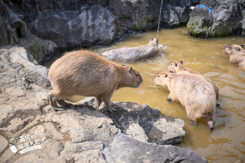 伊豆仙人掌動物園｜伊豆シャボテン動物公園｜水豚水池