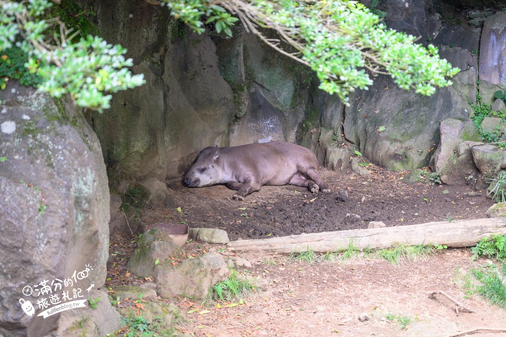 伊豆仙人掌動物園｜伊豆シャボテン動物公園｜フェネック牧場與動物區