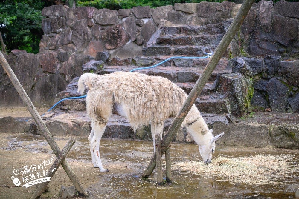 伊豆仙人掌動物園｜伊豆シャボテン動物公園｜フェネック牧場與動物區