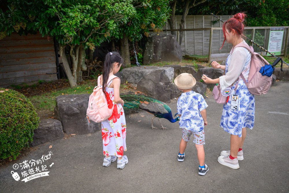伊豆仙人掌動物園｜伊豆シャボテン動物公園｜フェネック牧場與動物區
