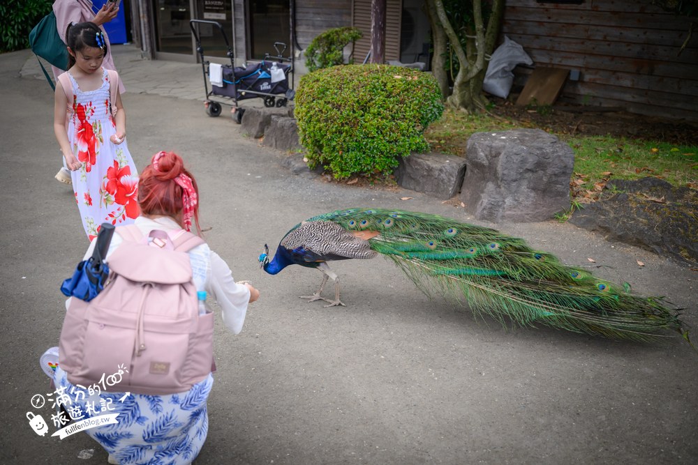 伊豆仙人掌動物園｜伊豆シャボテン動物公園｜フェネック牧場與動物區