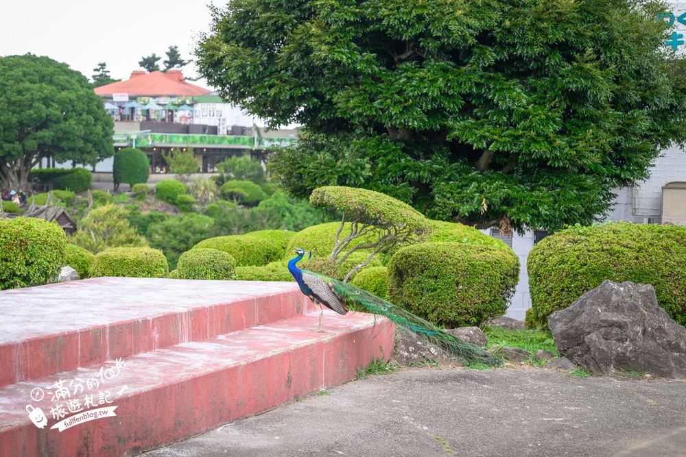 伊豆仙人掌動物園｜伊豆シャボテン動物公園｜庭園步道與動物劇場