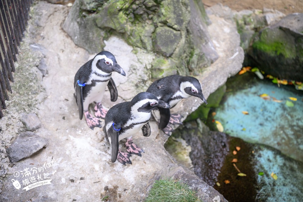 伊豆仙人掌動物園｜伊豆シャボテン動物公園｜庭園步道與動物劇場