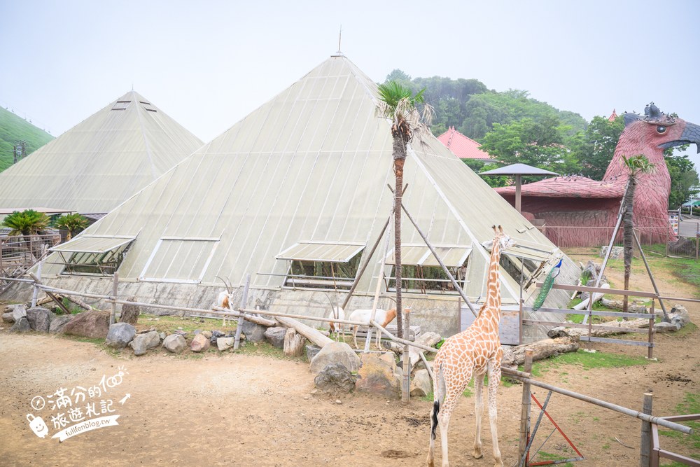 伊豆仙人掌動物園｜伊豆シャボテン動物公園｜長頸鹿餵食區