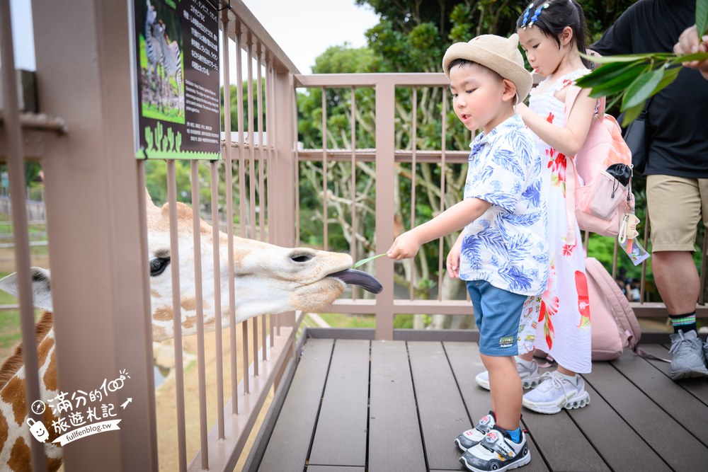 伊豆仙人掌動物園｜伊豆シャボテン動物公園｜長頸鹿餵食區
