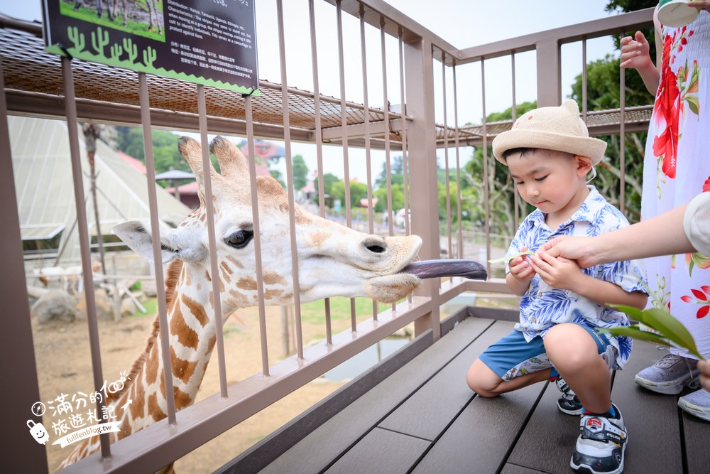 伊豆仙人掌動物園｜伊豆シャボテン動物公園｜長頸鹿餵食區